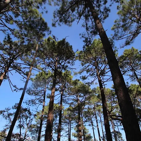 Petralegna Πόρτο Βέκιο